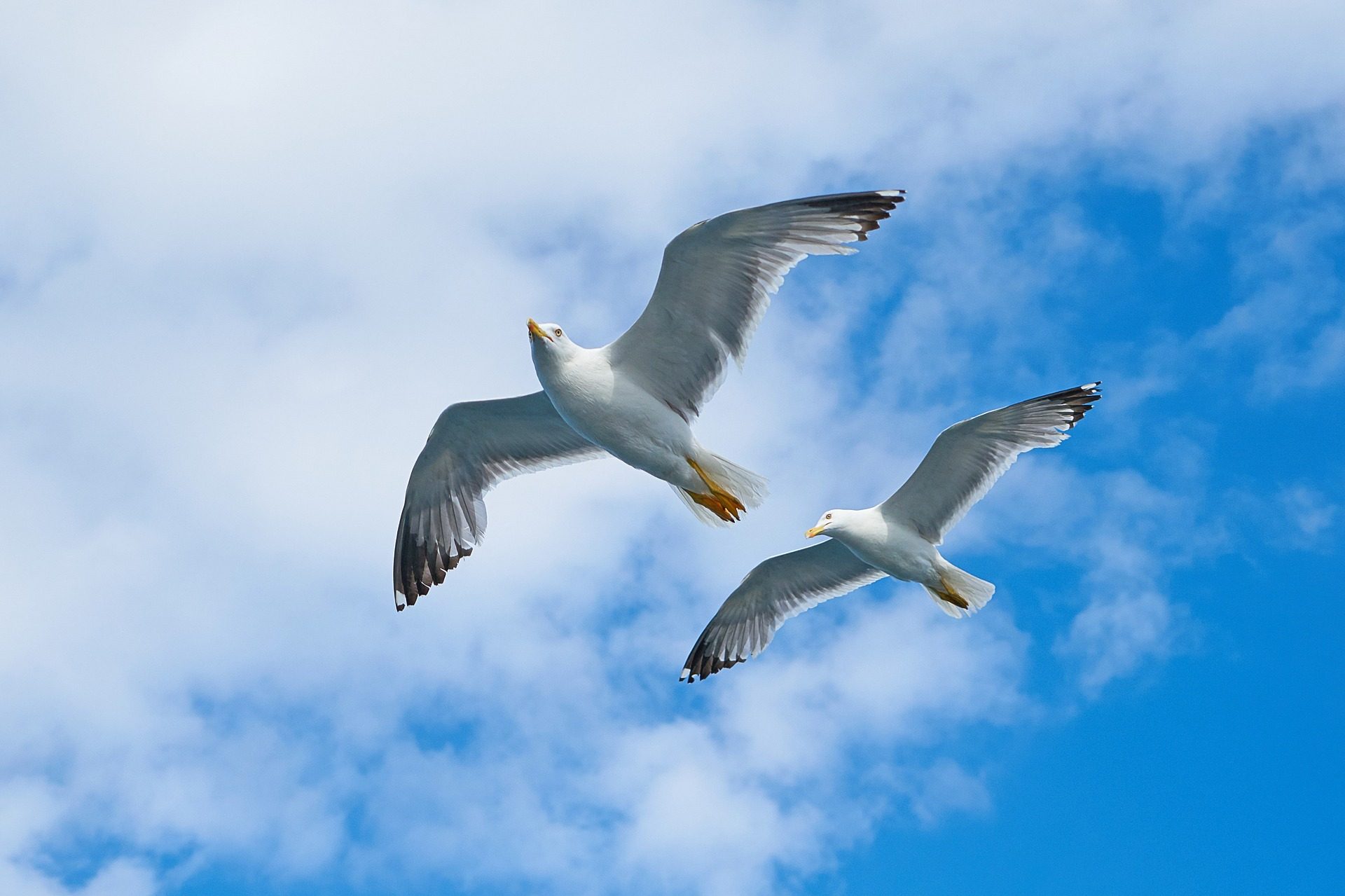 Migration